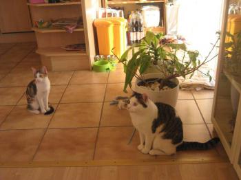 Frida und ihre neue Freundin Maxie Bild von Frida
