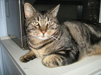 Gordo Bild von Gordo