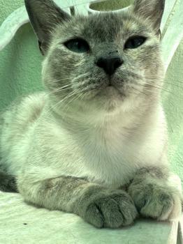 Selene Bild von Selene