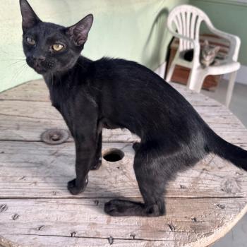 Nyx Bild von Nyx