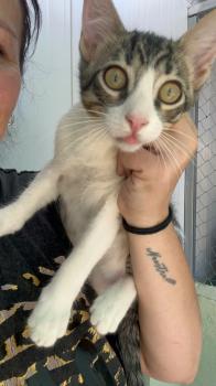 Bild von Puma