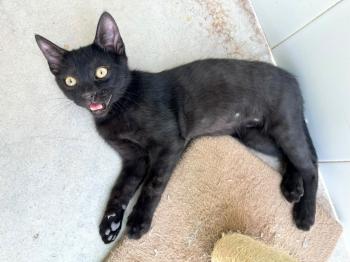 Panther Bild von Panther