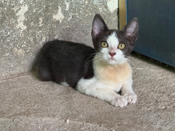 Nena Bild von Nena