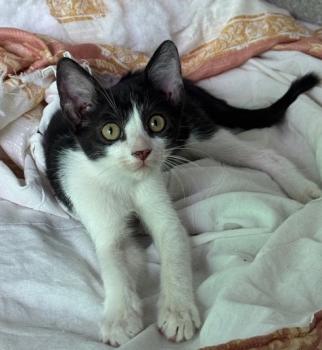 Henry Bild von Henry