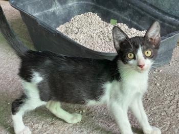 Henry Bild von Henry