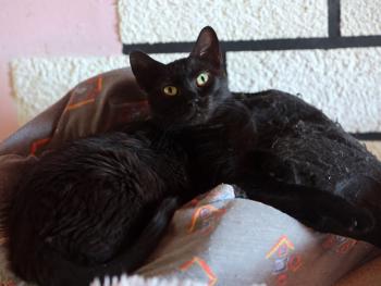 Bojador Bild von Bojador