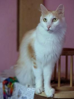 Bild von Nacho