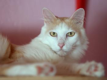 Bild von Nacho