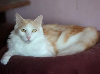 Bild von Nacho