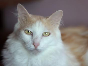 Bild von Nacho