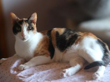 Bild von Arabella