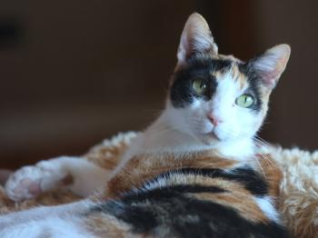 Bild von Arabella