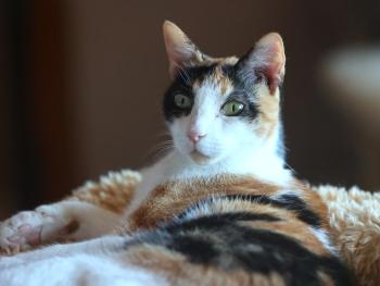 Bild von Arabella
