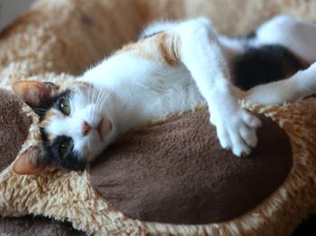 Bild von Arabella