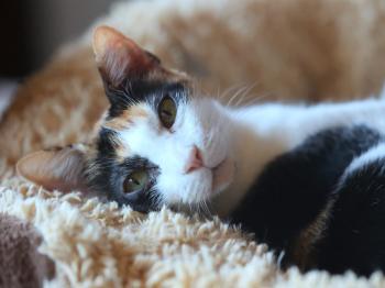 Bild von Arabella