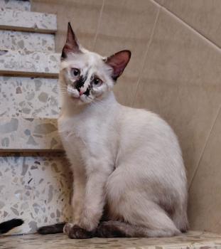 Athena Bild von Athena