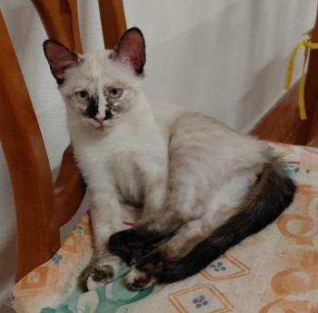 Athena Bild von Athena