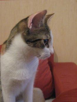 Frida Bild von Frida