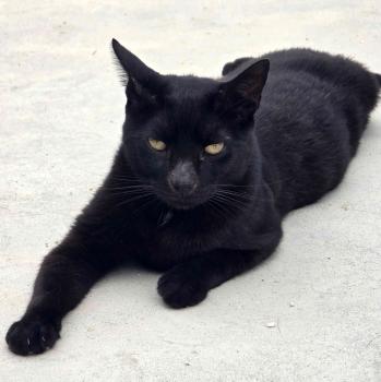Black Bild von Black