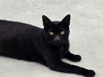 Black Bild von Black