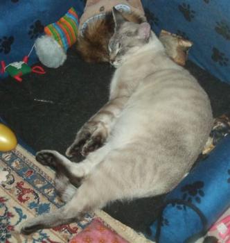 Sylar Bild von Sylar
