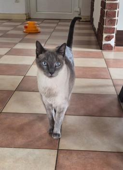 Timido Bild von Timido
