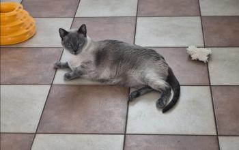 Timido Bild von Timido
