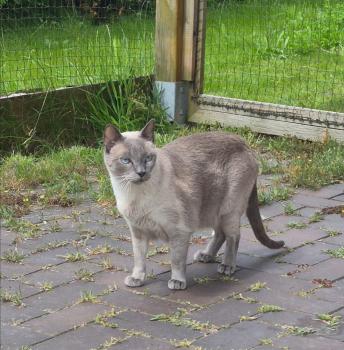Timido Bild von Timido