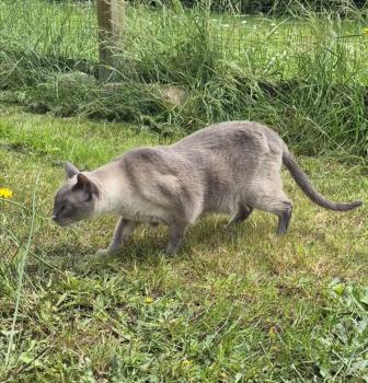Timido Bild von Timido
