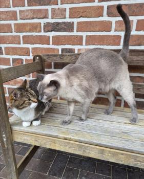 Timido Bild von Timido