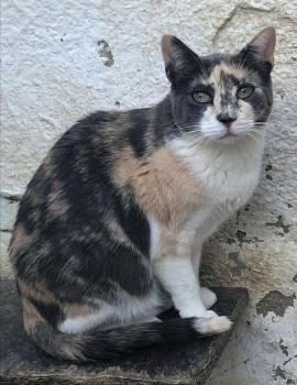 Peti Bild von Peti