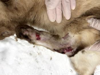 Bild von Castor