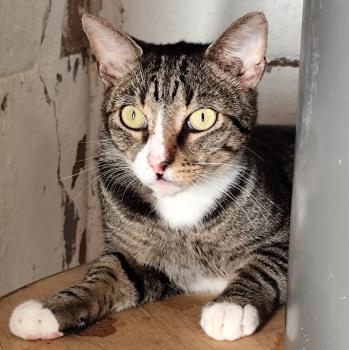 Miau Bild von Miau