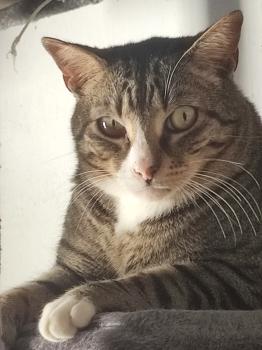 Miau Bild von Miau