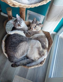 Pili Bild von Pili