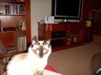Dama Bild von Dama