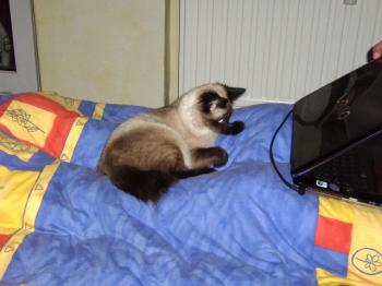 Dama Bild von Dama