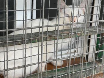 Figaro Bild von Figaro