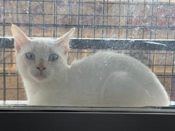 Figaro Bild von Figaro