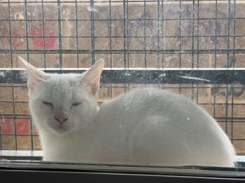 Figaro Bild von Figaro
