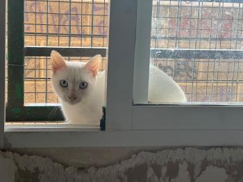 Figaro Bild von Figaro