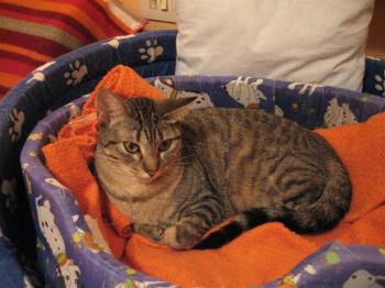 Juno Bild von Juno