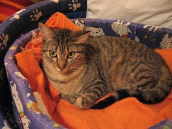 Juno Bild von Juno