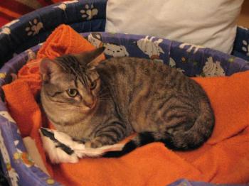 Juno Bild von Juno