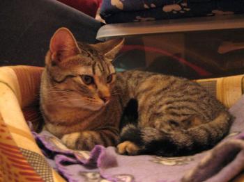 Juno Bild von Juno