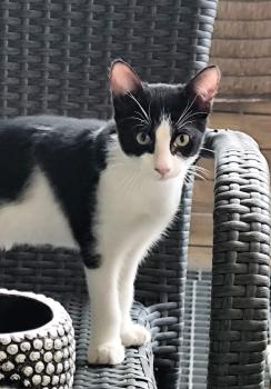 Mowgli Bild von Mowgli