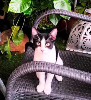 Mowgli Bild von Mowgli