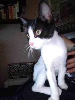 Mowgli Bild von Mowgli