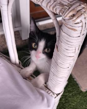 Mowgli Bild von Mowgli