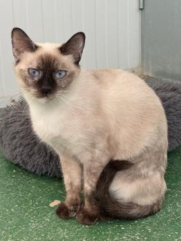 Perla Bild von Perla